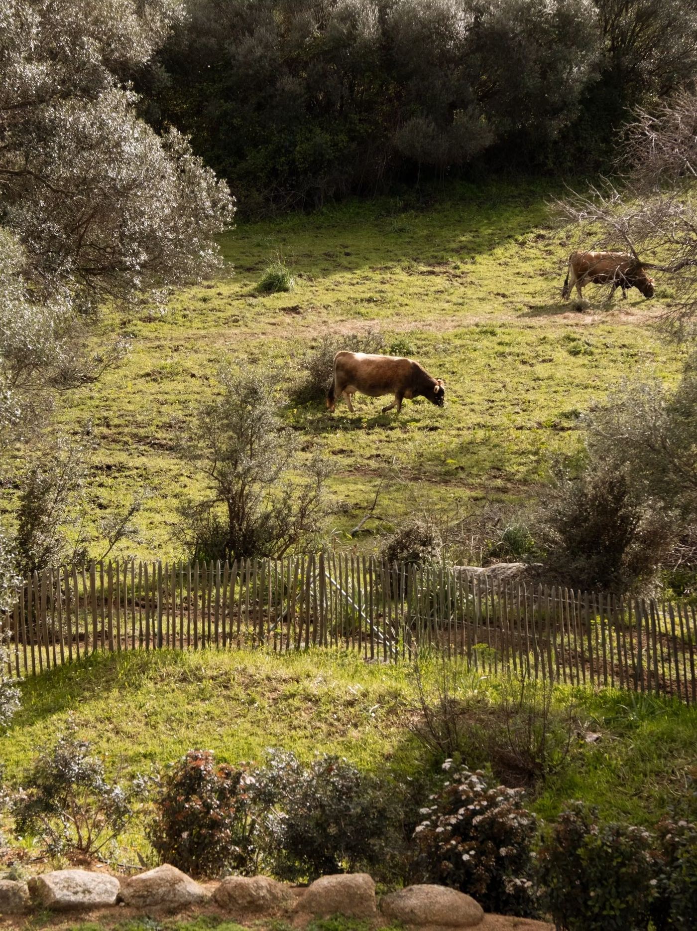 Un pâturage en contrebas, deux vaches entre les oliviers et les chênes