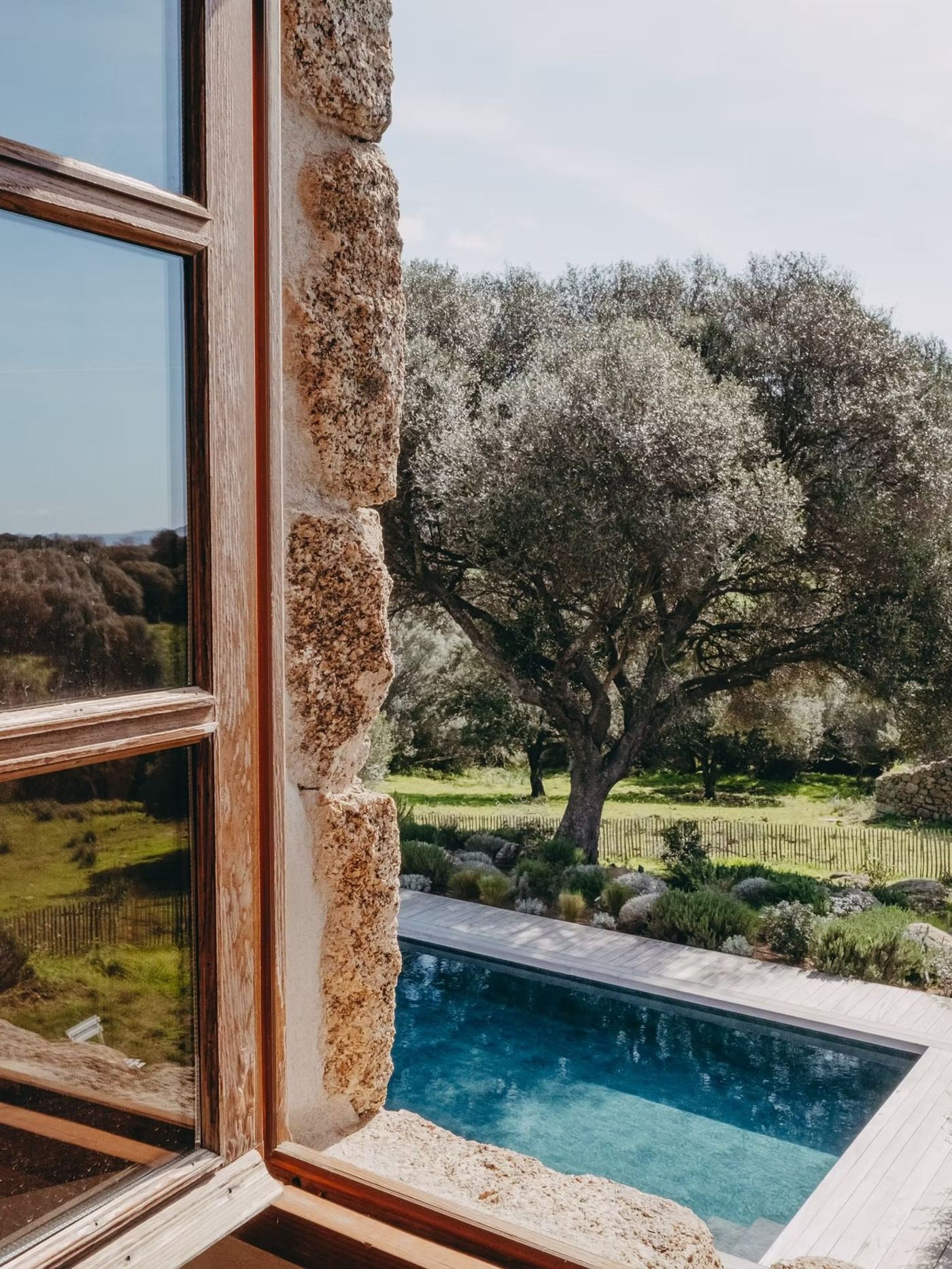 La piscine et le grand olivier vus depuis la fenêtre de la chambre